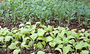 Culinary Prints: organic vegetables growing organic vegetables growing in this permaculture garden Copyright: xZoonar