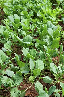 Culinary Prints: organic vegetables growing organic vegetables growing in this permaculture garden Copyright: xZoonar
