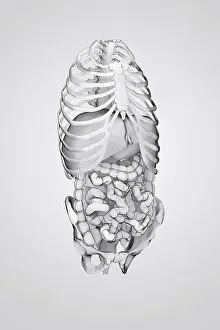 Trunk Prints: Organs of the digestive system within the bones of the torso viewed from a three-quarter view