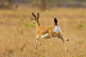 Oribi (Ourebia ourebi). Mlilwane Wildlife Sanctuary
