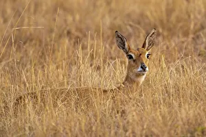 Oribi (Ourebia ourebi). Mlilwane Wildlife Sanctuary