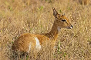 Africa Safari Prints: Oribi (Ourebia ourebi). Mlilwane Wildlife Sanctuary