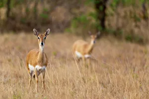 Antelope Prints: Oribi (Ourebia ourebi). Mlilwane Wildlife Sanctuary. Malkerns. Swaziland
