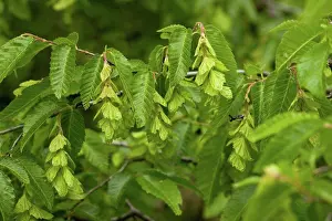 Fruits Prints: Oriental Hornbeam (Carpinus orientalis) close-up of leaves and fruit, Bulgaria, may