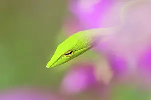 Rainforests Prints: Oriental Whipsnake (Ahaetulla prasina) adult