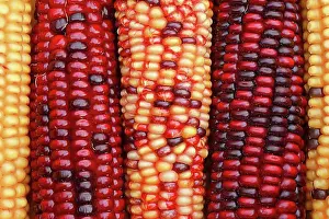 Colourful Prints: Ornamental maize, Switzerland, Europe