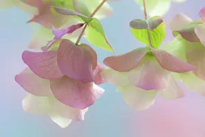 In Bloom Prints: Ornamental Oregano (Kent Beauty), close-up