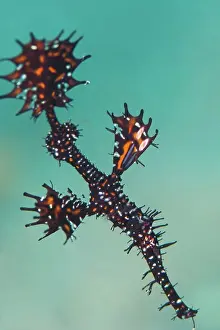 Marine Biology Prints: An ornate ghost pipefish (Solenostomus paradoxus), near Dili, East Timor
