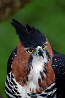 Heads Prints: Ornate Hawk-eagle (Spizaetus ornatus) adult, close-up of head (captive)