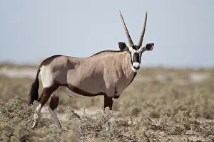 Antelope Prints: Oryx gemsbok in the wilderness of Africa