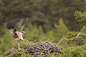Coniferous Prints: Osprey (Pandion haliaetus) adult