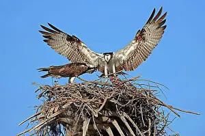 Florida Prints: Osprey (Pandion haliaetus carolinensis)