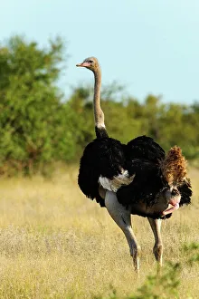 Lion Book Prints: Ostrich or Common Ostrich (Struthio camelus) defecating