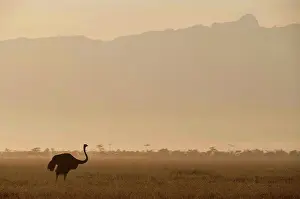 Non Urban Prints: Ostrich at dawn in front of Mt Kenya, Ol Pejeta Conservancy, ; Kenya