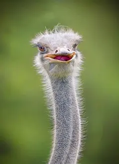 Curiosity Prints: Ostrich head and neck close-up with fine