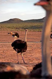 Curiosity Prints: Three ostriches (Struthio camelus)
