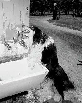 Refreshment Prints: Outdoor shot of dog drinking water from tap