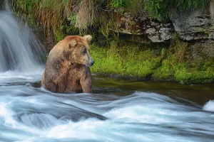 Brown Bear Prints: Outdoors Animal Wildlife Brown Bear Bear Alaska - Us State