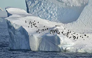 Animal Wildlife Prints: Outdoors Ice Sea Nature No People Iceberg - Ice Formation