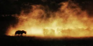 Antelope Prints: Outdoors No People In Silhouette Nature Landscape - Scenery