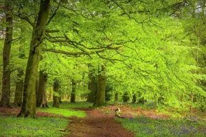 National Forest Prints: The Outwoods are110 acres of ancient woodland on the edge of Charnwood Forest