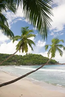 Boulders Prints: Overhanging Palms at anse Takamaka Beach Mahe Island Seychelles Indian Ocean