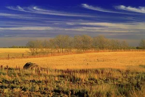 Rural Prints: Overview of Field, Near Estevan, Saskatchewan, Canada