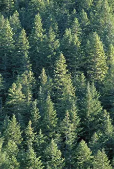 Cascade Prints: Overview of group of fir trees @ Willamette National Forest, Cascade Mtn Oregon