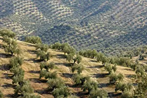 Rural Prints: Overview of Olive Plantation, Jaen Province, Andalucia, Spain