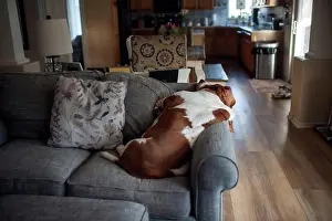 Overweight Prints: Overweight basset hound dog sleeping on couch in living room at home