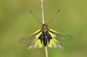 Natural Habitat Prints: Owly Sulphur (Libelloides coccajus), Provence, Southern France (Ascalaphus libelluloides)