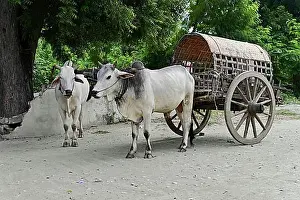 Cart Prints: Ox cart in Mingun, Myanmar, Asia