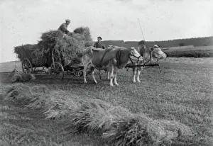 Ox team in the grain import
