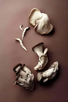 Composition Prints: Oyster mushrooms on brown background. Natural lighting. Monochromatic concept