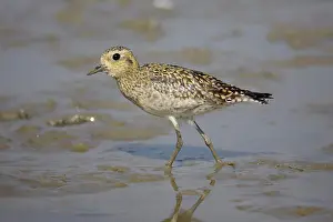 Australasia Prints: Pacific Golden Plover (Pluvialis fulva) juvenile