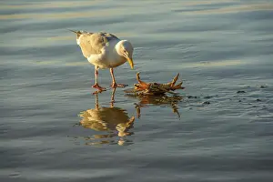 Prey Prints: Pacific gull killing and eating a crab, Hug Point State Scenic Area, Oregon, USA