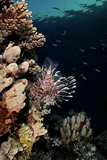 Toxic Prints: Pacific red lionfish (Pterois volitans) in the last light of the day