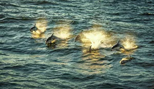 Giant Prints: Pacific whitesided dolphins at sunset (Lagenorhynchus obliquidens)