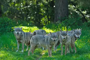 Spring Time Prints: Pack of Wolves, Germany