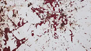 Floor Prints: Paint peeled off on a metal tray