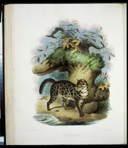 Stump Prints: The Painted Cat (Felis Scripta) 1883 Daniel Giraud Elliot (1835-1915 American) Monograph Academy of Natural Sciences