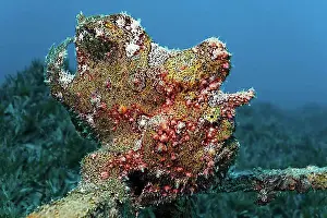 Middle East Prints: Painted frogfish (Antennarius pictus), Red Sea seagrass meadow, Aqaba, Kingdom of Jordan