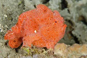 Coast Prints: Painted Frogfish (Antennarius pictus) adult