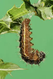 Cynthia Prints: Painted lady - caterpillar pupating, Cynthia cardui