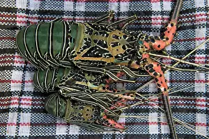 Produce Prints: Painted Spiny Lobster (Panulirus Versicolor), Suva Sea Food Market, Suva, Viti Levu, Fiji
