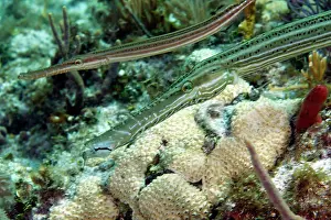 Florida Prints: A pair of adult and juvenile Trumpetfish (Aulostomus chinensis)