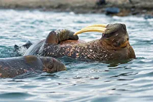 Global Warming Prints: A pair of adult walrus (Odobenus rosmarus) float and swim in waters along the coast of Svalbard