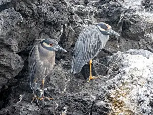 Ecuador Prints: A pair of adult yellow-crowned night herons (Nyctanassa violacea)