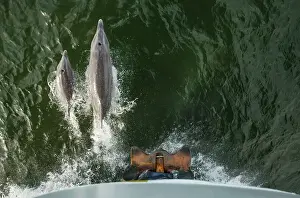 Lindblad Expeditions Prints: A pair of bottlenose dolphins bow-ride the National Geographic Sea Lion