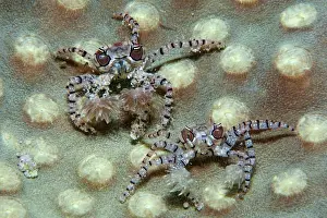 Partnership Prints: Pair of Boxer Crab, Lybia tesselata